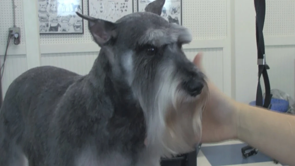 Perfecting the beard line, eyebrows, and eyes for your Schnauzer.