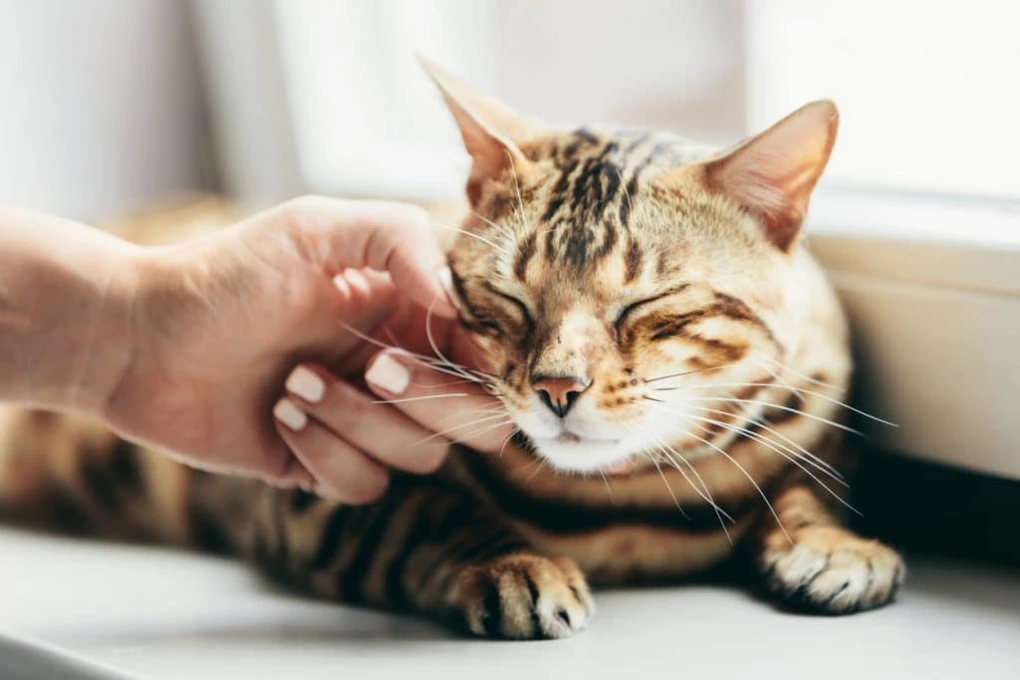 The Language of Contentment: A blissful cat demonstrates the art of purring, a melodic expression of feline happiness and tranquility.