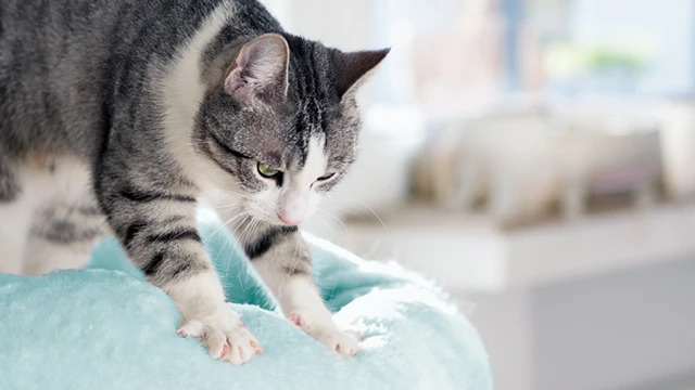 A Symphony of Comfort: A blissful cat gracefully kneads its paws against a cozy surface, a rhythmic gesture that signifies contentment and love