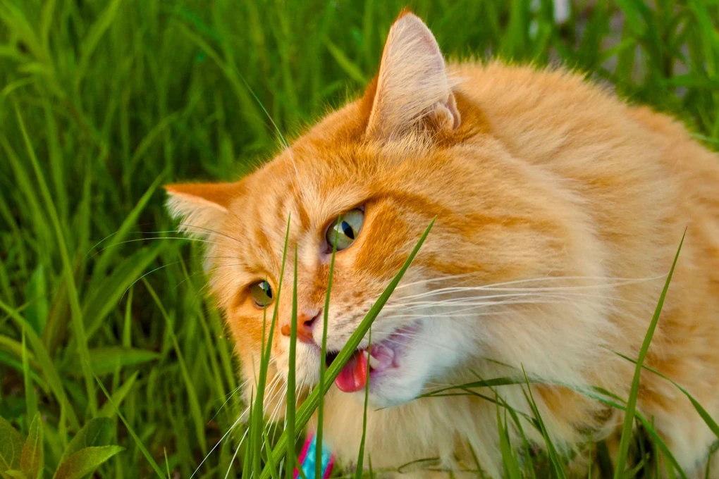 Nature's Delight: A curious cat indulges in the allure of fresh grass, savoring the natural delight and potential benefits it brings.