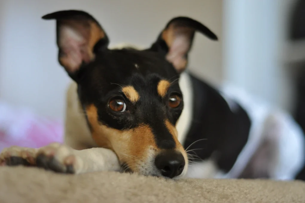 Discover the costs associated with raising a Toy Fox Terrier, a beloved small breed dog.