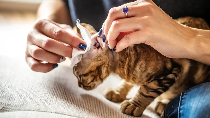 Grooming, including cleaning your cats ears, is an important part of keeping them healthy and happy.