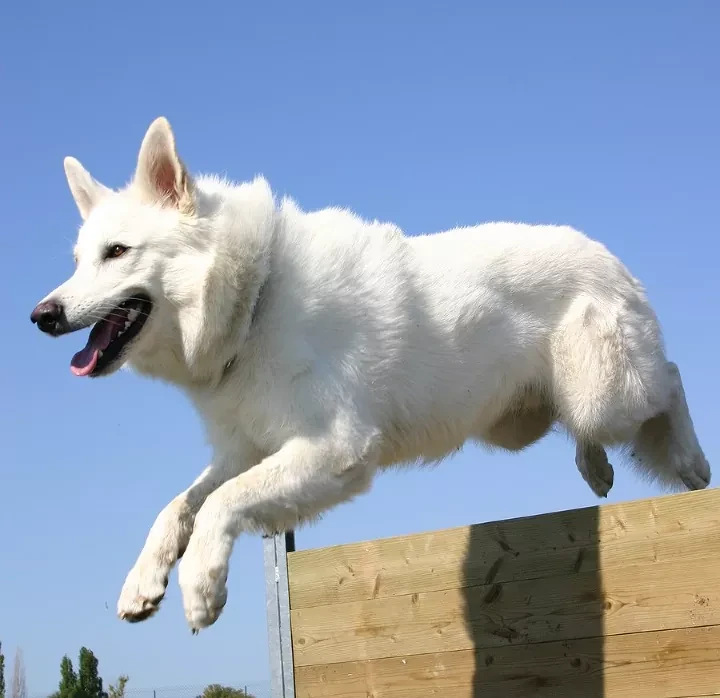 When given consistent obedience training American White Shepherds can excel