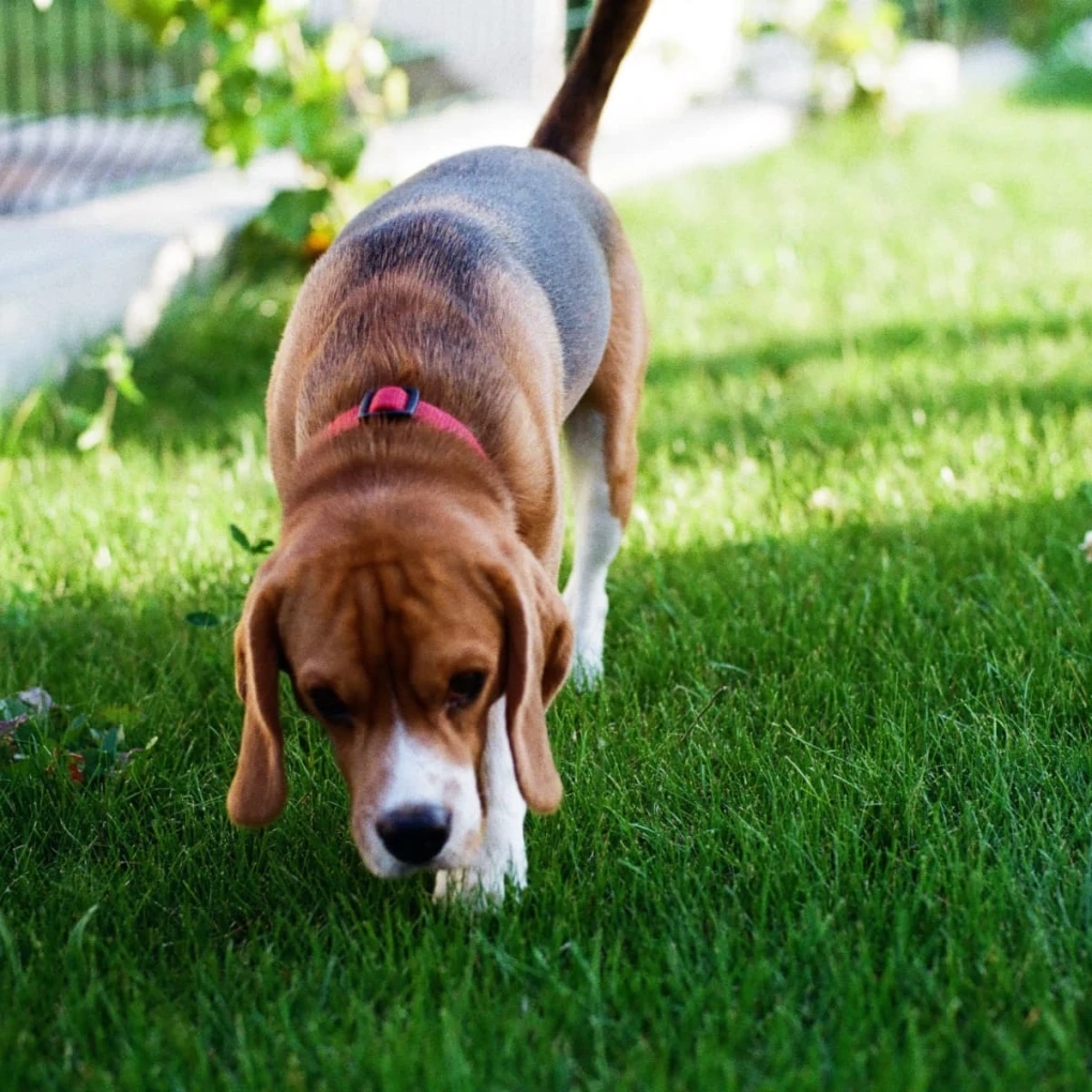 A Curious Canine Habit: Some dogs may engage in coprophagia due to various factors. Understanding the causes behind this behavior can help address and prevent it effectively, ensuring a healthier and happier companion.