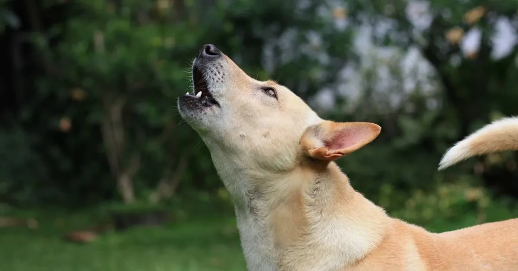 Embracing the Melodies of the Soul: A canine symphony echoing through the wilderness. The enchanting howl of a dog reverberates with ancient instincts and heartfelt emotions.