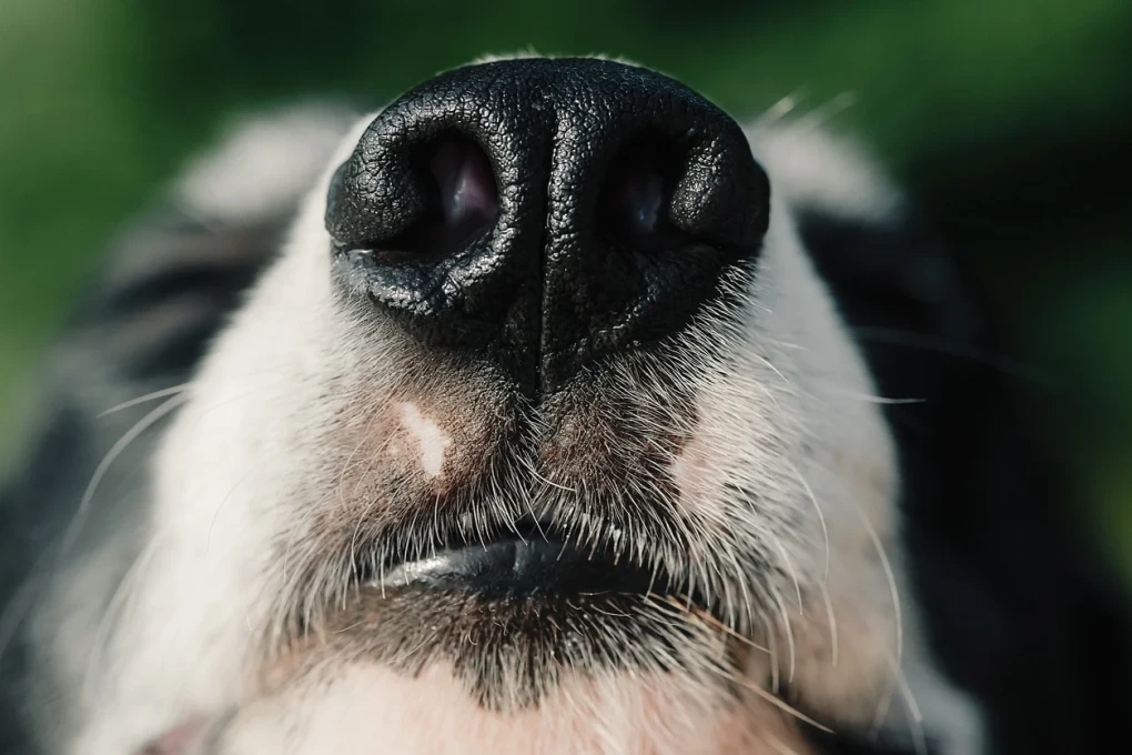 An Affectionate Wet Nose: Dogs' moist snouts play a vital role in their extraordinary sense of smell, helping them navigate the world through scent. The mucus glands in their nasal passages contribute to their adorable and functional wet noses.