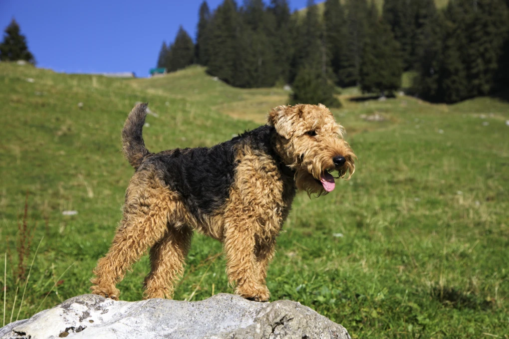 A playful Welsh Terrier puppy, epitomizing the charm and energy of the terrier breeds, ready to embark on its journey with a loving owner.