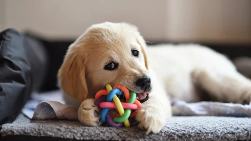 This puppy enjoys its new dog toy. For you and your dog its important for you to be well-prepared for your new puppy adventure.