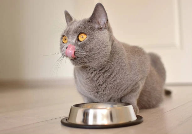 Chartreux cat with a bowl of nutrient-rich, meat-based food approved by a recognized pet food authority, highlighting the significance of a balanced diet for their overall health.