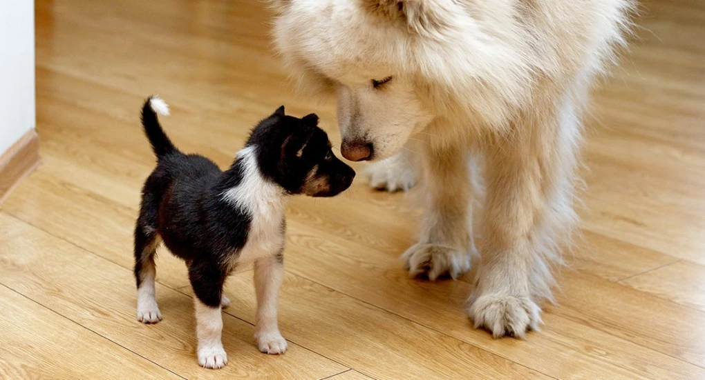 Introducing your new puppy to other dogs requires careful supervision and precautions. Properly managed interactions help create positive relationships and ensure the well-being of both dogs.