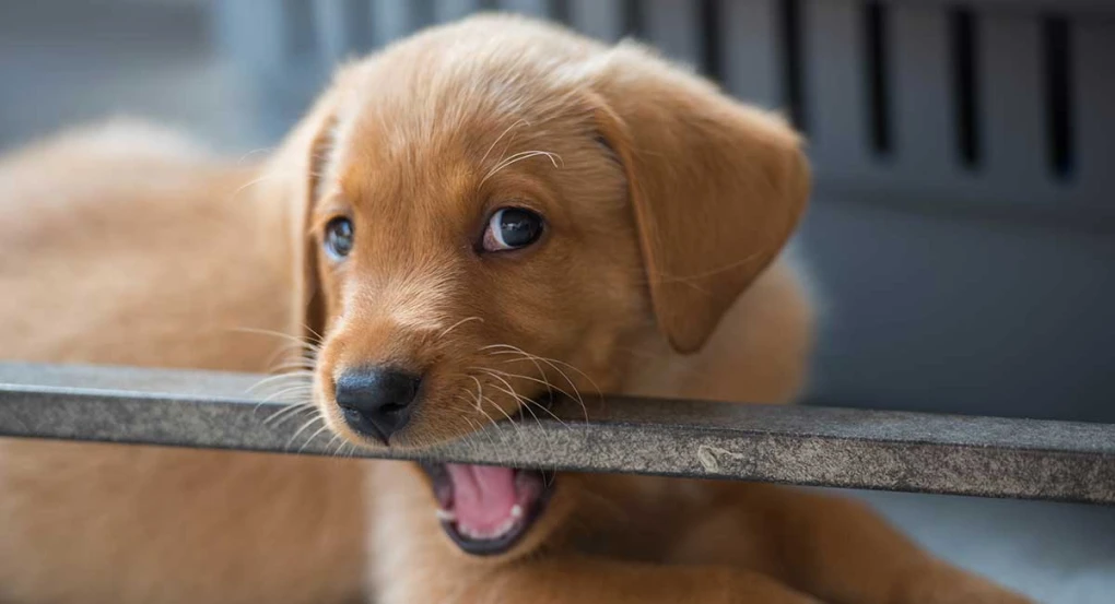 When Do Puppies Lose Their Baby Teeth?