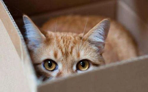 The Cozy Delight: Discover the irresistible allure of boxes for cats, as they find joy, comfort, and endless amusement in their cardboard havens.