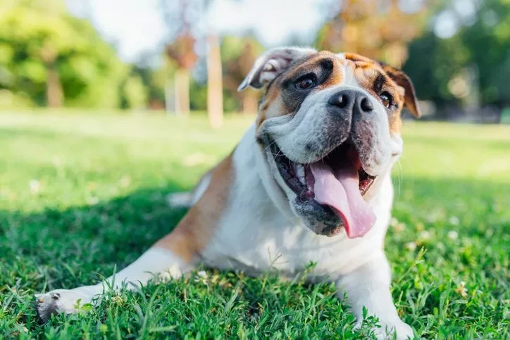 Why Do Dogs Pant? Learn why your dog is panting