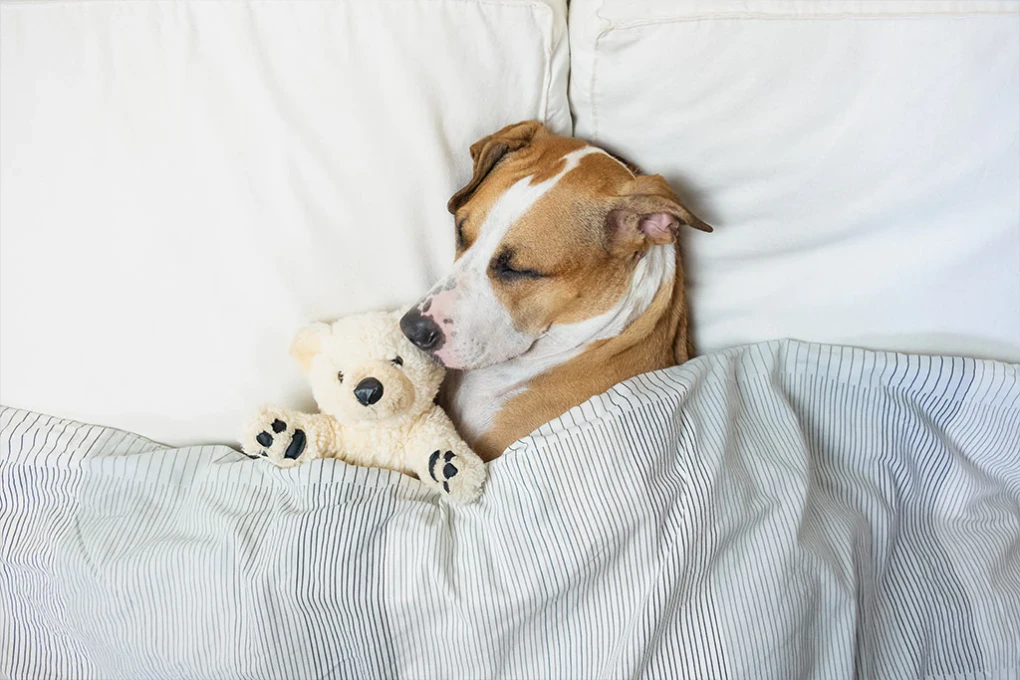 Why Do Dogs Sleep So Much? Understanding Canine Slumber