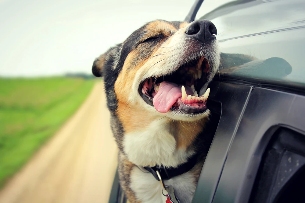 Embracing the Wind: Discover the reasons why dogs love sticking their heads out of car windows and enjoy the ride together with your furry co-pilot.