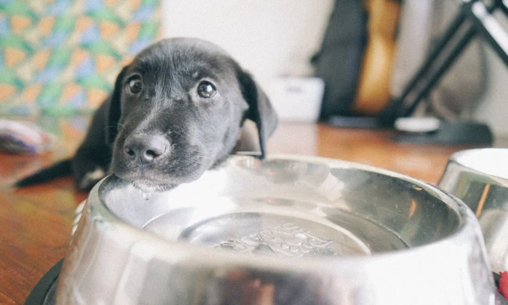 Quenching Their Thirst with Joy: Discover the reasons behind your dog's water-biting behavior and provide an enjoyable drinking experience for your furry friend.