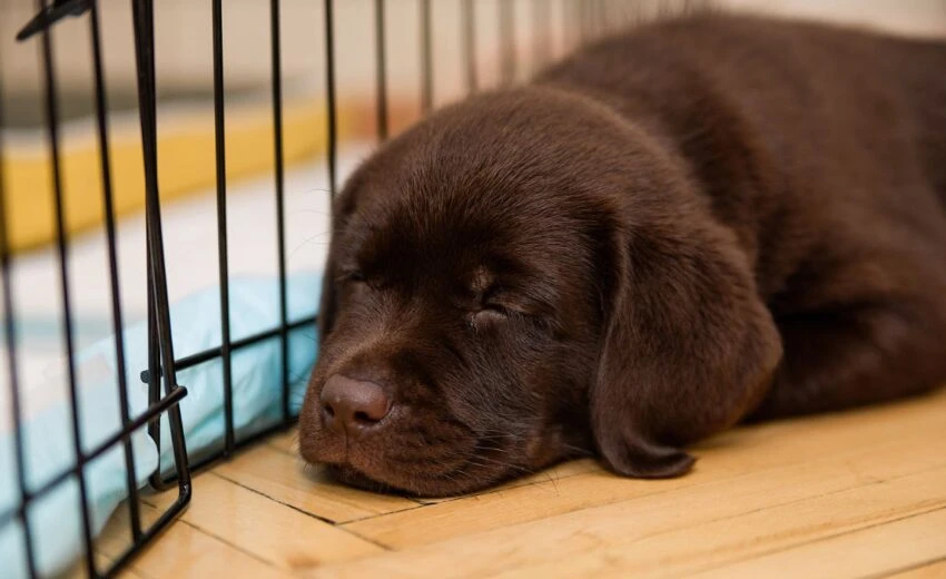 Calm Nights Await! Learn why puppies cry at night and discover effective strategies to soothe them into peaceful slumber.