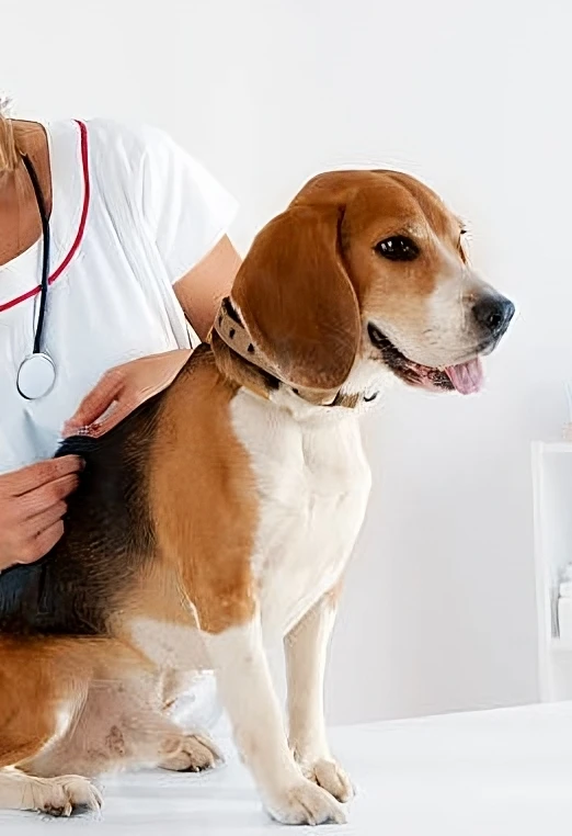 A diligent veterinarian checks a Beagle, highlighting the most common health concerns for this breed.