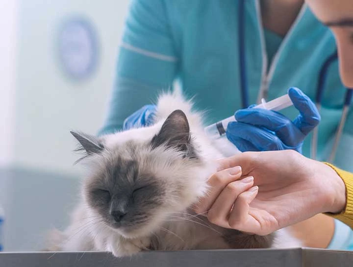 A compassionate owner and vet administering insulin to their diabetic cat, ensuring its well-being.